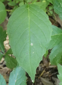 American Enchanter's-nightshade