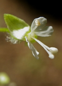 American Enchanter's-nightshade