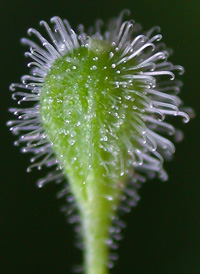 American Enchanter's-nightshade