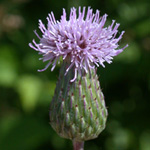 Creeping Thistle Creeping Thistle