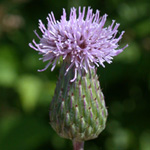 Creeping Thistle