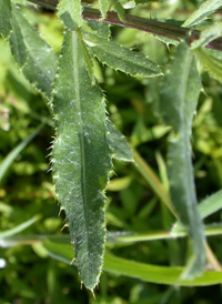 Creeping Thistle