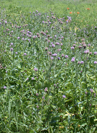 Creeping Thistle