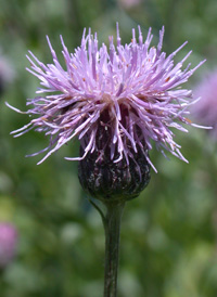 Creeping Thistle