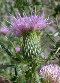 Field Thistle