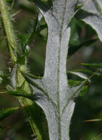 Field Thistle