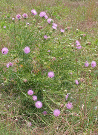 Field Thistle