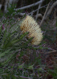 Yellow Thistle