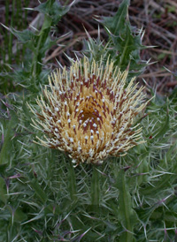 Yellow Thistle