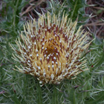 Yellow Thistle