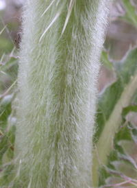 Yellow Thistle