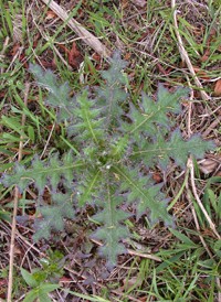 Yellow Thistle