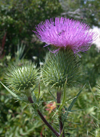 Spear Thistle