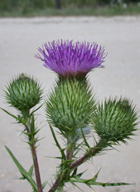 Spear Thistle