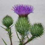Creeping Thistle Creeping Thistle