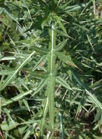 Spear Thistle