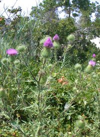 Spear Thistle