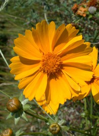 Lance-leaved Tickseed