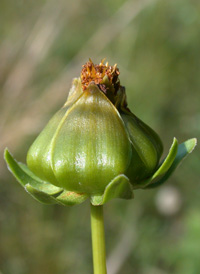 Lance-leaved Tickseed