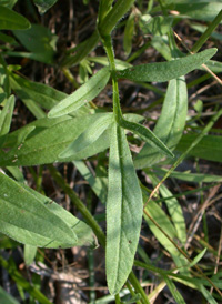 Lance-leaved Tickseed