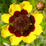 Golden Tickseed Golden Tickseed