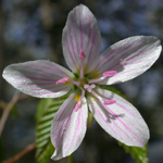 Virginia Spring-beauty Virginia Spring Beauty