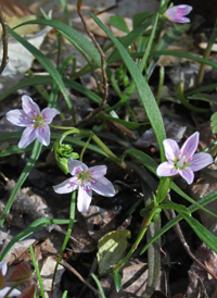 Virginia Spring-beauty