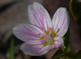 Virginia Spring-beauty