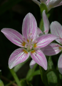 Virginia Spring-beauty