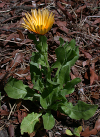 Pot Marigold