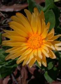 Pot Marigold