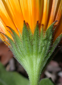 Pot Marigold