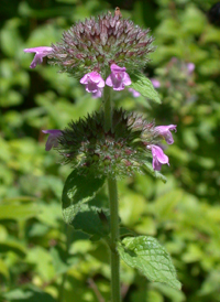 Wild Basil