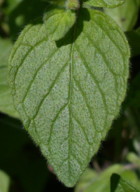 Wild Basil