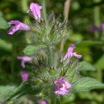 Wild Basil Wild Basil