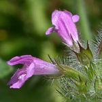 Wild Basil