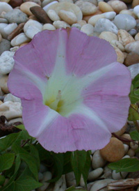 Hedge Bindweed