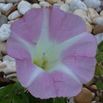 Hedge Bindweed