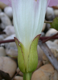 Hedge Bindweed