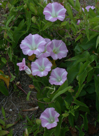 Hedge Bindweed