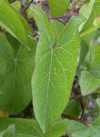 Hedge Bindweed