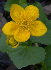 Marsh-marigold