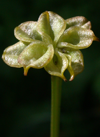 Marsh-marigold