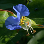 Asiatic Day-flower Asiatic Day-flower