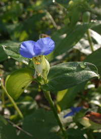 Asiatic Day-flower