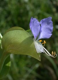 Asiatic Day-flower