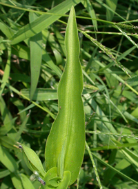 Asiatic Day-flower