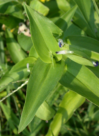 Asiatic Day-flower