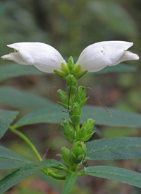 White Turtlehead