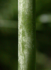 White Turtlehead